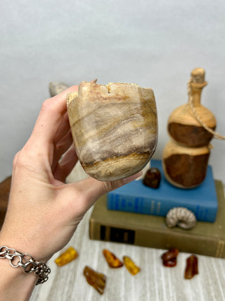 Petrified Wood Raw Display Piece
