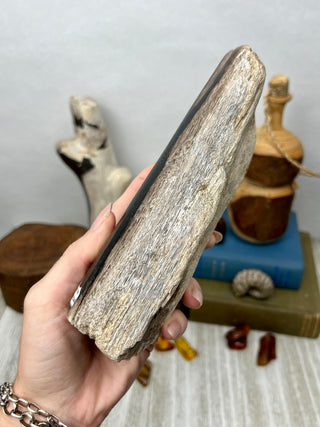 Petrified Wood Raw Display Piece
