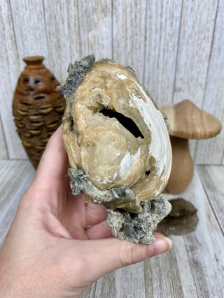 Fossil Clam with Calcite | Fort Drum, Florida from Curious Muse Crystals Tagged with calcite, clam, fine mineral, florida, fossil, hide-notify-btn, high grade, orange, raw, USA