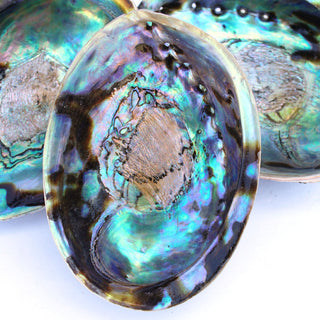 Abalone Shell | Iridescent from Curious Muse Crystals Tagged with abalone, burner, sacred space, smudge