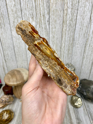 Fossil Agatized Coral | Withlacoochee River, Florida from Curious Muse Crystals Tagged with fine mineral, florida, fossil, Fossil Coral, hide-notify-btn, high grade, orange, raw, red, Tampa Bay, USA, white
