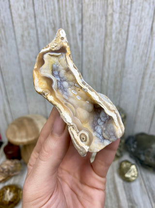 Fossil Agatized Coral | Tampa Bay, Florida from Curious Muse Crystals Tagged with fine mineral, florida, fossil, Fossil Coral, hide-notify-btn, high grade, orange, raw, red, Tampa Bay, USA, white