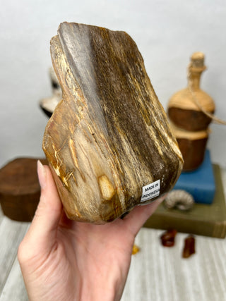 Petrified Wood Raw Display Piece