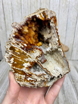 Fossil Agatized Coral Collectors Pair | Tampa, Florida from Curious Muse Crystals Tagged with fine mineral, florida, fossil, Fossil Coral, hide-notify-btn, high grade, orange, raw, red, Tampa Bay, USA, white