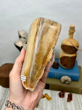 Petrified Wood Raw Display Piece