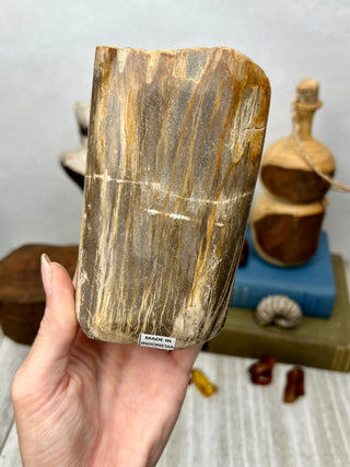 Petrified Wood Raw Display Piece