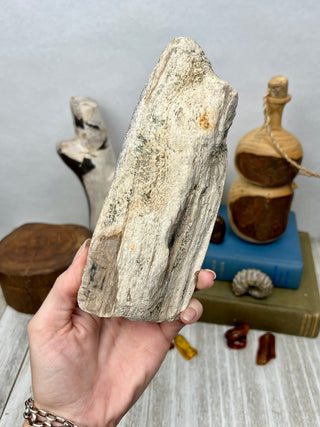 Petrified Wood Raw Display Piece