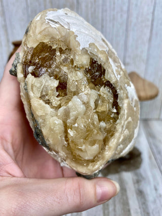 Fossil Clam with Calcite | Fort Drum, Florida from Curious Muse Crystals Tagged with calcite, clam, fine mineral, florida, fossil, hide-notify-btn, high grade, orange, raw, USA