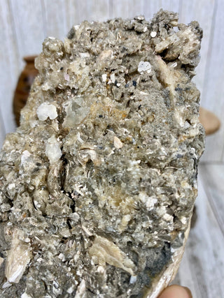 Fossil Clam with Calcite | Fort Drum, Florida from Curious Muse Crystals Tagged with calcite, clam, fine mineral, florida, fossil, hide-notify-btn, high grade, orange, raw, USA