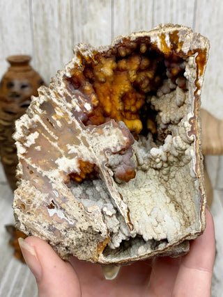 Fossil Agatized Coral Collectors Pair | Tampa, Florida from Curious Muse Crystals Tagged with fine mineral, florida, fossil, Fossil Coral, hide-notify-btn, high grade, orange, raw, red, Tampa Bay, USA, white