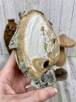 Fossil Clam with Calcite | Fort Drum, Florida from Curious Muse Crystals Tagged with calcite, clam, fine mineral, florida, fossil, hide-notify-btn, high grade, orange, raw, USA