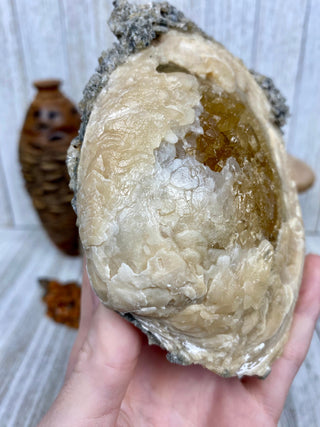 Fossil Clam with Calcite | Fort Drum, Florida from Curious Muse Crystals Tagged with calcite, clam, fine mineral, florida, fossil, hide-notify-btn, high grade, orange, raw, USA