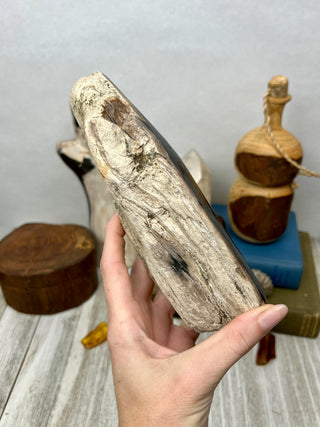 Petrified Wood Raw Display Piece