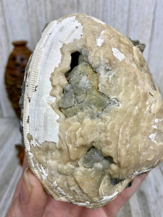 Fossil Clam with Calcite | Fort Drum, Florida from Curious Muse Crystals Tagged with calcite, clam, fine mineral, florida, fossil, hide-notify-btn, high grade, orange, raw, USA