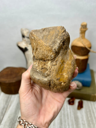 Petrified Wood Raw Display Piece