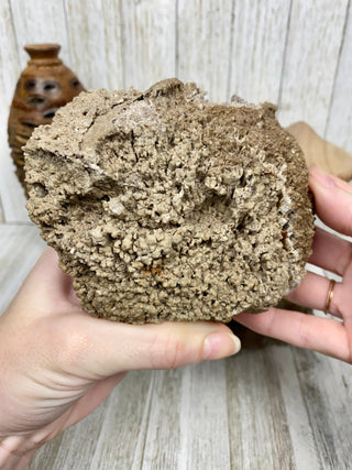 Fossil Agatized Coral Collectors Pair | Tampa, Florida from Curious Muse Crystals Tagged with fine mineral, florida, fossil, Fossil Coral, hide-notify-btn, high grade, orange, raw, red, Tampa Bay, USA, white