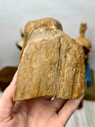 Petrified Wood Raw Display Piece