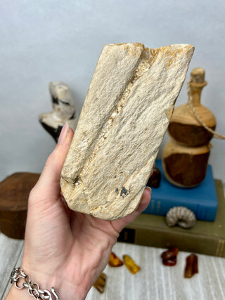 Petrified Wood Raw Display Piece