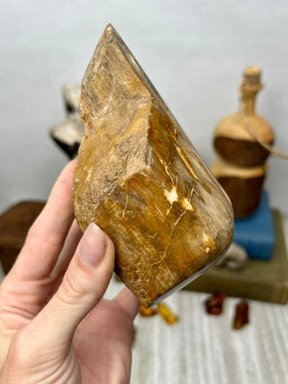 Petrified Wood Raw Display Piece
