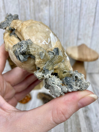 Fossil Clam with Calcite | Fort Drum, Florida from Curious Muse Crystals Tagged with calcite, clam, fine mineral, florida, fossil, hide-notify-btn, high grade, orange, raw, USA