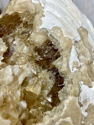 Fossil Clam with Calcite | Fort Drum, Florida from Curious Muse Crystals Tagged with calcite, clam, fine mineral, florida, fossil, hide-notify-btn, high grade, orange, raw, USA