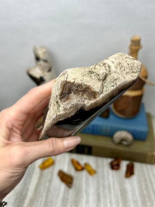 Petrified Wood Raw Display Piece