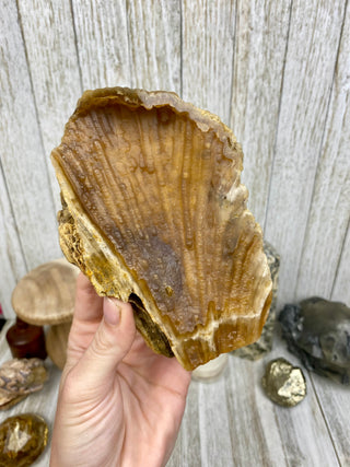 Fossil Agatized Coral | Withlacoochee River, Florida from Curious Muse Crystals Tagged with fine mineral, florida, fossil, Fossil Coral, hide-notify-btn, high grade, orange, raw, red, Tampa Bay, USA, white