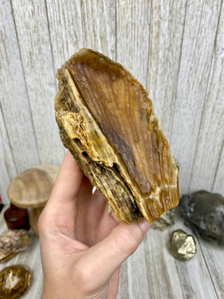 Fossil Agatized Coral | Withlacoochee River, Florida from Curious Muse Crystals Tagged with fine mineral, florida, fossil, Fossil Coral, hide-notify-btn, high grade, orange, raw, red, Tampa Bay, USA, white