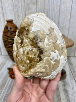Fossil Clam with Calcite | Fort Drum, Florida from Curious Muse Crystals Tagged with calcite, clam, fine mineral, florida, fossil, hide-notify-btn, high grade, orange, raw, USA