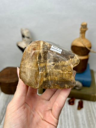 Petrified Wood Raw Display Piece