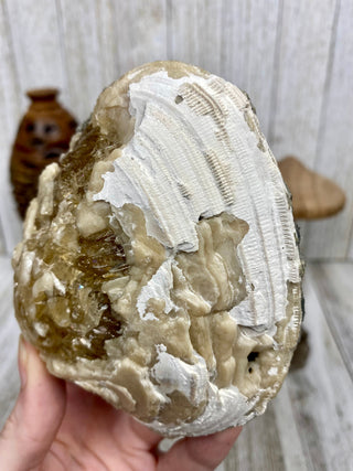 Fossil Clam with Calcite | Fort Drum, Florida from Curious Muse Crystals Tagged with calcite, clam, fine mineral, florida, fossil, hide-notify-btn, high grade, orange, raw, USA