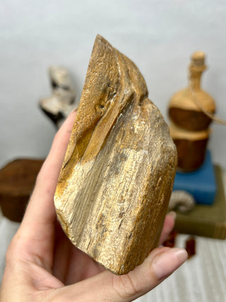 Petrified Wood Raw Display Piece