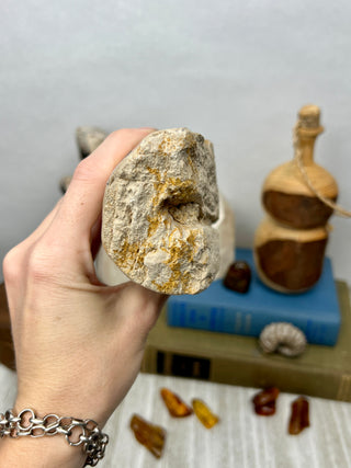 Petrified Wood Raw Display Piece