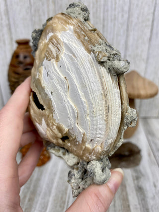 Fossil Clam with Calcite | Fort Drum, Florida from Curious Muse Crystals Tagged with calcite, clam, fine mineral, florida, fossil, hide-notify-btn, high grade, orange, raw, USA