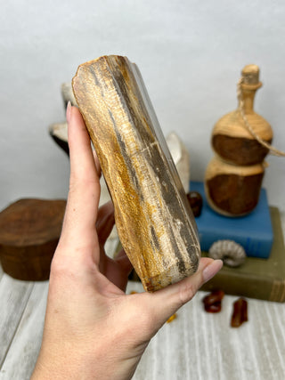 Petrified Wood Raw Display Piece
