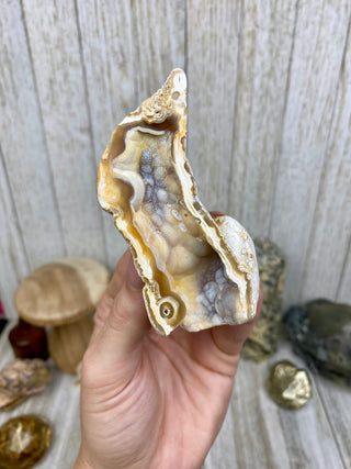 Fossil Agatized Coral | Tampa Bay, Florida from Curious Muse Crystals Tagged with fine mineral, florida, fossil, Fossil Coral, hide-notify-btn, high grade, orange, raw, red, Tampa Bay, USA, white