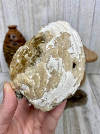 Fossil Clam with Calcite | Fort Drum, Florida from Curious Muse Crystals Tagged with calcite, clam, fine mineral, florida, fossil, hide-notify-btn, high grade, orange, raw, USA