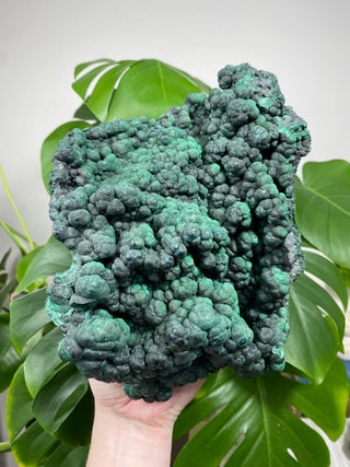 Malachite Cluster | Botryoidal Large Specimen from Curious Muse Crystals Tagged with Copper Stone, Crystal Healing, Dark Green Stone, fine mineral, Genuine Crystal, green, Hearth Chakra, hide-notify-btn, Malachite, Manifestation, Mineral Collection, Natural Mineral, Prosperity Wealth, raw, Raw Mineral, Reiki Healing