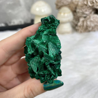 Velvet Malachite Cluster | Fibrous Green Copper Based Crystal from Curious Muse Crystals Tagged with Copper Stone, Crystal Healing, Dark Green Stone, Genuine Crystal, green, Hearth Chakra, hide-notify-btn, Malachite, Manifestation, Mineral Collection, Natural Mineral, Prosperity Wealth, Raw Mineral, Reiki Healing