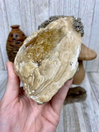 Fossil Clam with Calcite | Fort Drum, Florida from Curious Muse Crystals Tagged with calcite, clam, fine mineral, florida, fossil, hide-notify-btn, high grade, orange, raw, USA