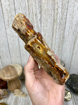 Fossil Agatized Coral | Withlacoochee River, Florida from Curious Muse Crystals Tagged with fine mineral, florida, fossil, Fossil Coral, hide-notify-btn, high grade, orange, raw, red, Tampa Bay, USA, white