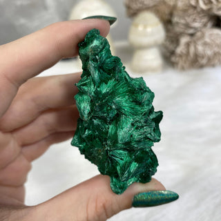 Velvet Malachite Cluster | Fibrous Green Copper Based Crystal from Curious Muse Crystals Tagged with Copper Stone, Crystal Healing, Dark Green Stone, Genuine Crystal, green, Hearth Chakra, hide-notify-btn, Malachite, Manifestation, Mineral Collection, Natural Mineral, Prosperity Wealth, Raw Mineral, Reiki Healing