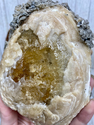 Fossil Clam with Calcite | Fort Drum, Florida from Curious Muse Crystals Tagged with calcite, clam, fine mineral, florida, fossil, hide-notify-btn, high grade, orange, raw, USA