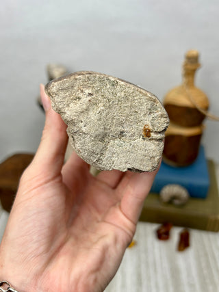 Petrified Wood Raw Display Piece