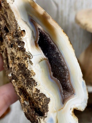 Fossil Ocean Creature Small Pair from Curious Muse Crystals Tagged with fine mineral, florida, fossil, Fossil Coral, hide-notify-btn, orange, raw, red, Tampa Bay, USA, white