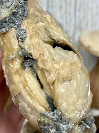 Fossil Clam with Calcite | Fort Drum, Florida from Curious Muse Crystals Tagged with calcite, clam, fine mineral, florida, fossil, hide-notify-btn, high grade, orange, raw, USA