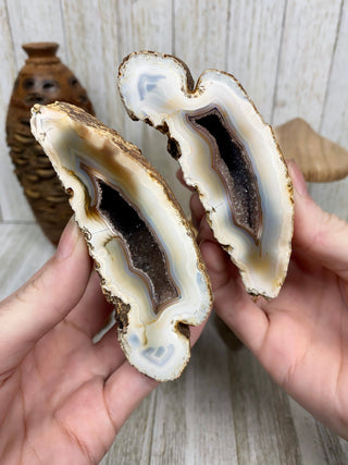 Fossil Ocean Creature Small Pair from Curious Muse Crystals Tagged with fine mineral, florida, fossil, Fossil Coral, hide-notify-btn, orange, raw, red, Tampa Bay, USA, white