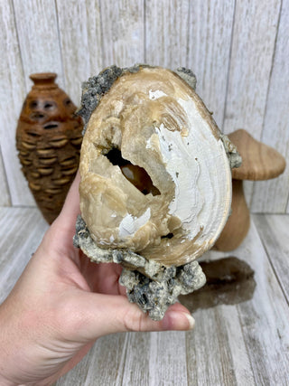 Fossil Clam with Calcite | Fort Drum, Florida from Curious Muse Crystals Tagged with calcite, clam, fine mineral, florida, fossil, hide-notify-btn, high grade, orange, raw, USA