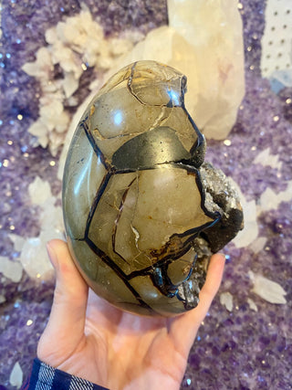 Septarian Nodule Egg with Calcite | Madagascar from Curious Muse Crystals Tagged with aragonite, black, brown, calcite, limestone, Septarian, uv reactive, yellow