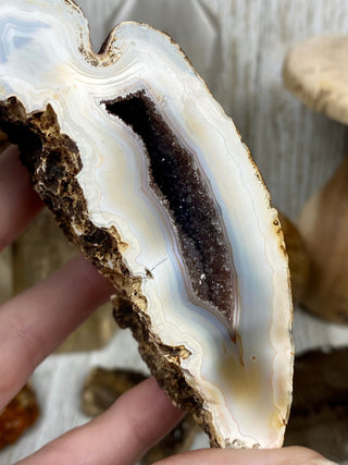 Fossil Ocean Creature Small Pair from Curious Muse Crystals Tagged with fine mineral, florida, fossil, Fossil Coral, hide-notify-btn, orange, raw, red, Tampa Bay, USA, white